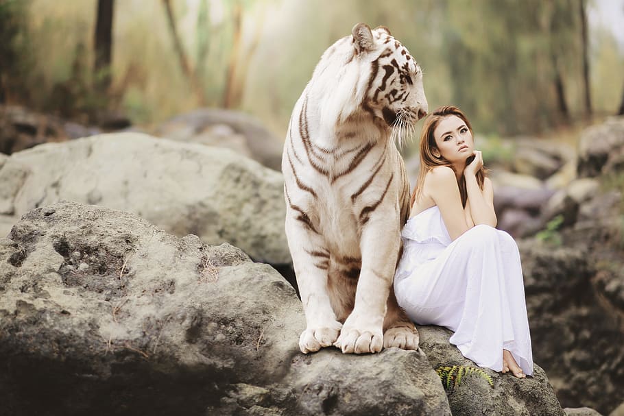 写真, 女性, 白, ドレス, 横, 灰色, 虎, 自然, 動物の世界, 白いベンガルトラ