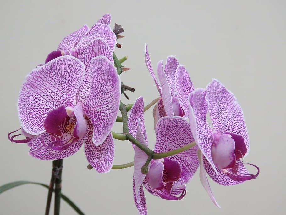 violet orchid, beautiful orchid, orchid, flower, blossom, violet, purple, botanical, decorative, ornamental