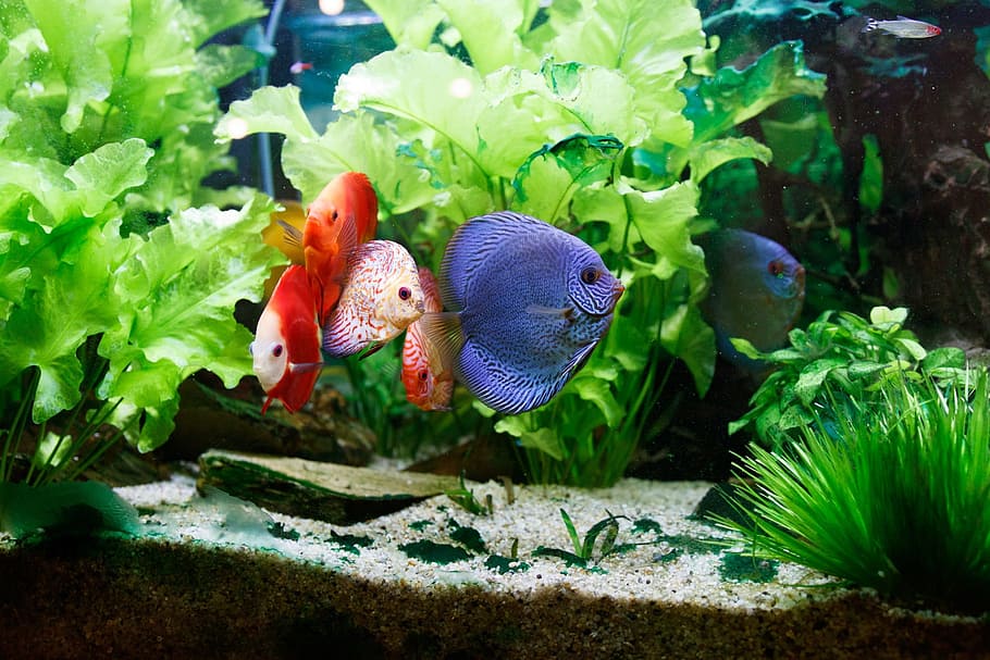 group, discus fish, Fish, Tank, Aquarium, Water, Colorful, fish, tank, swimming, green color
