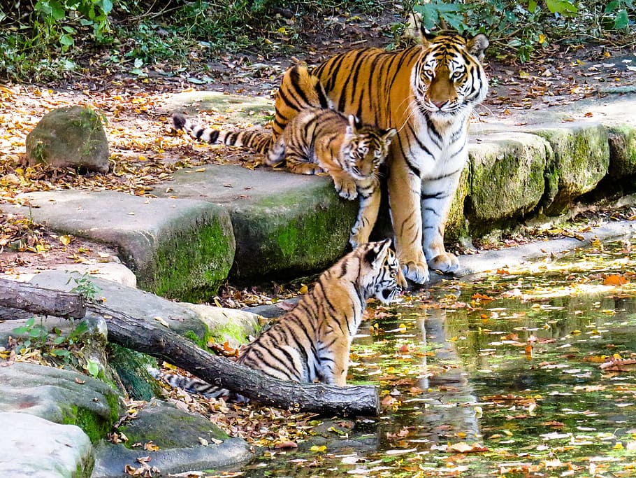 shallow, focus photography, tiger, two, cubs, surrounded, green, plants, daytime, tiger cub