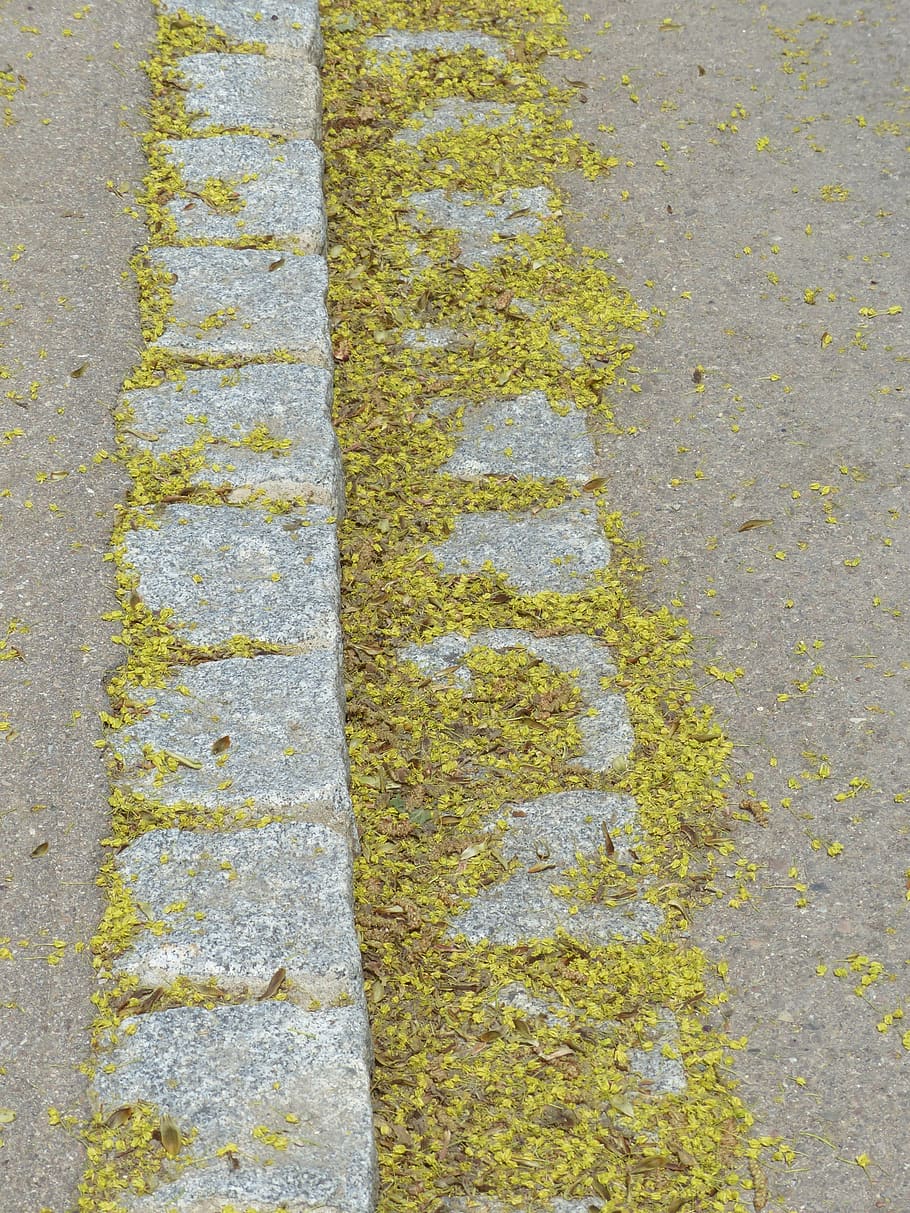 lime blossom, pollen, bee pollen, road, contamination, favor, fallen, green, tar, sidewalk