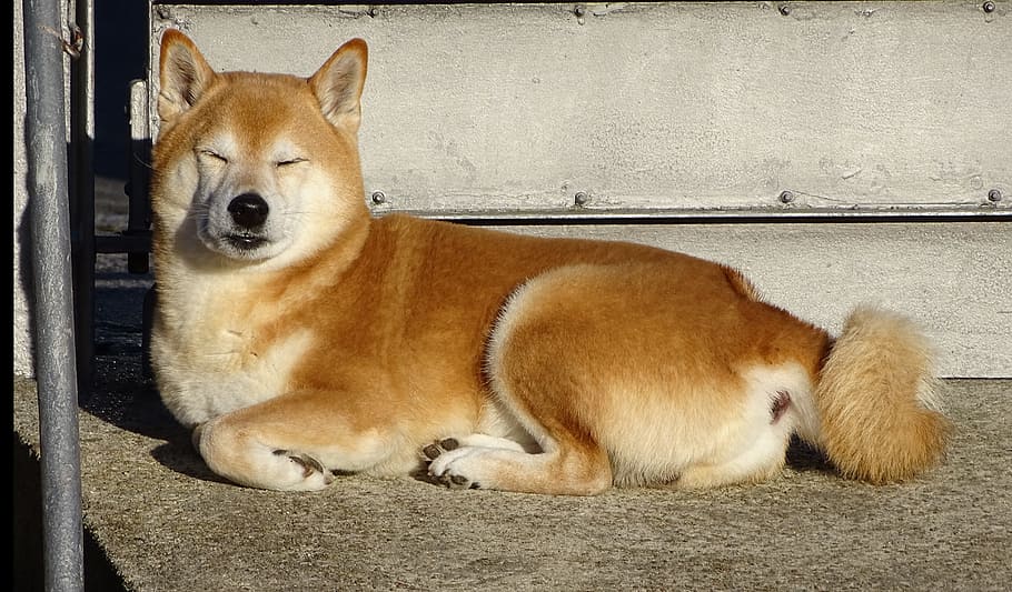adult, red, shiba inu, sitting, ground, dog, shiba, rest, chill out, relax