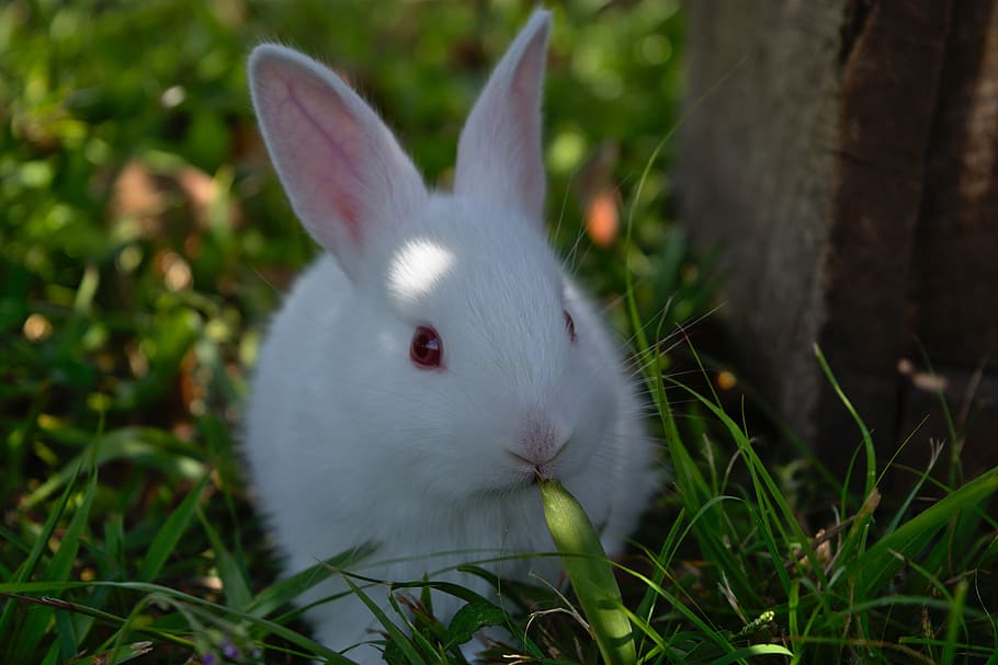 conejo blanco, conejo, hierba, lindo, conejito, pascua, animal, peludo, conejito de pascua, vacaciones