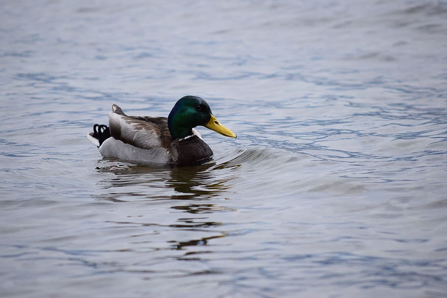 Duck, Lake, Lake, Como, Como, Italy, Water, Bird, duck, lake, como, italy, water, bird