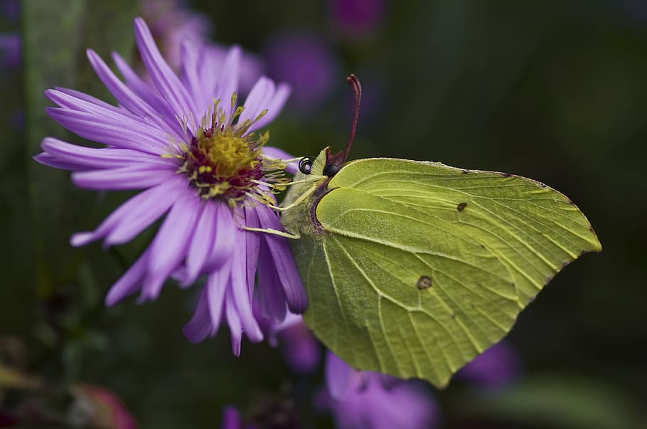 Gonepteryx Rhamni, Butterfly, Autumn, yellow, green, asters, insect, herbstaster, garden, flower