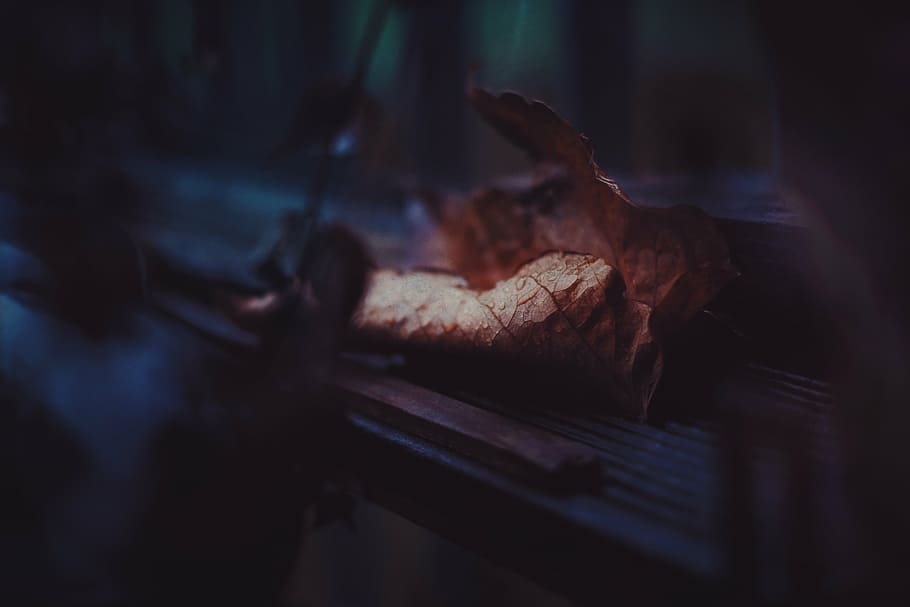 untitled, brown, whether, leaf, fall, autumn, wood, blur, indoors, close-up