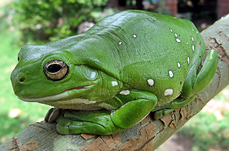 green, frog, tree branch, finger coral tree frog, running frog, anuran, finger coral, itoria caerulea, amphibians, amphibian