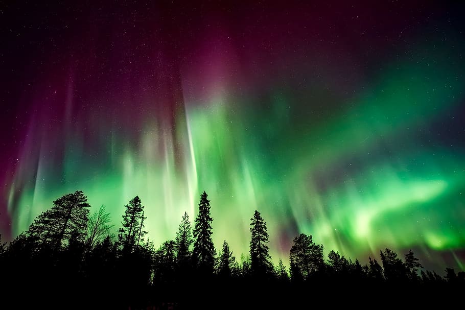 aurora borealis, northern lights, forest, trees, woods, silhouettes, landscape, night, evening, sky