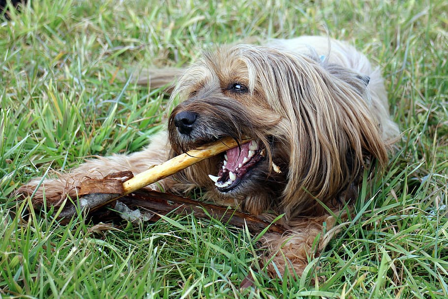 long-coated, brown, biting, sticks, grass field, Dog, Floor, Stock, Chewing, dog with stock