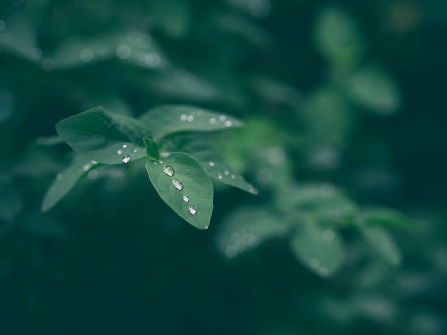 low-light photo, dew, drops, green, leaf, plant, nature, blur, wet, water