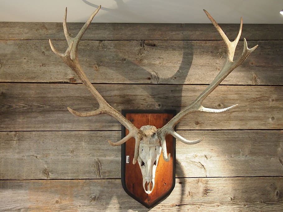 deer wall decoration, deer, wall, decoration, antler, trophy, wood, hirsch, hunter house, wild