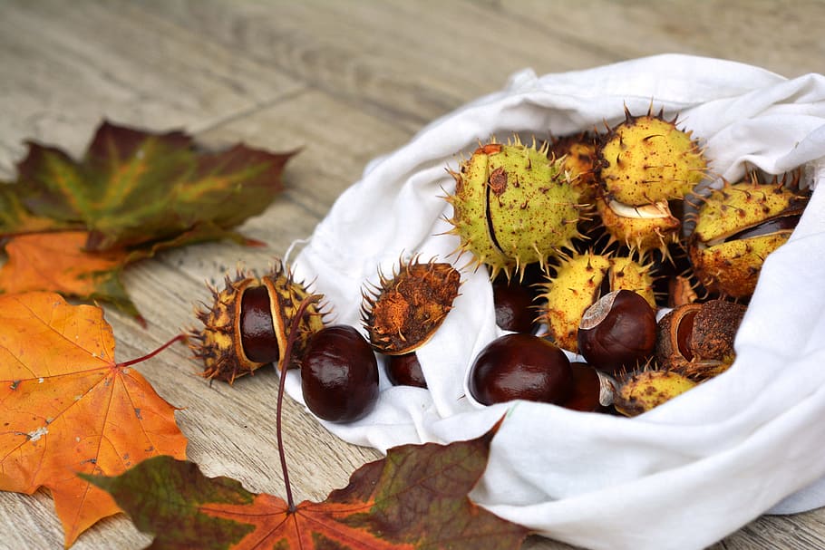 chestnuts, autumn, horse chestnut, fruit, dry leaves, food and drink, food, freshness, leaf, plant part