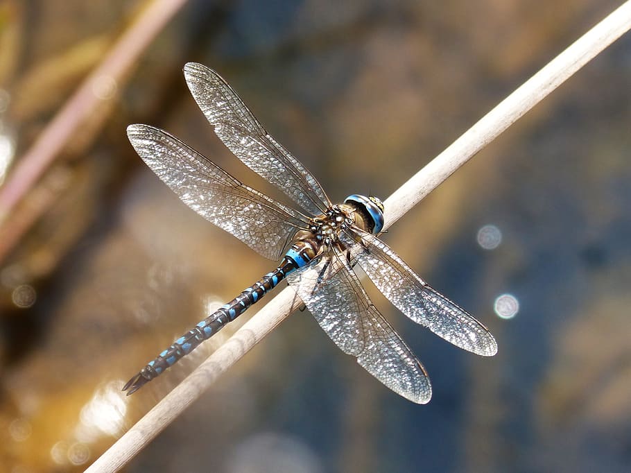 blue, black, dragon, fly, brown, plant, stem, dragonfly, blue dragonfly, anax imperator