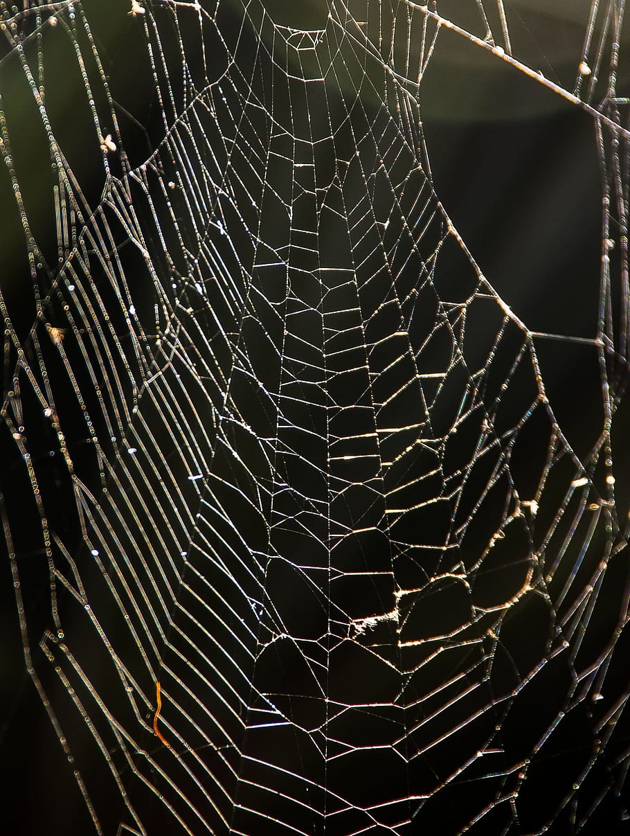 web, spider, trap, tangle, wild, australia, spider web, fragility, vulnerability, close-up