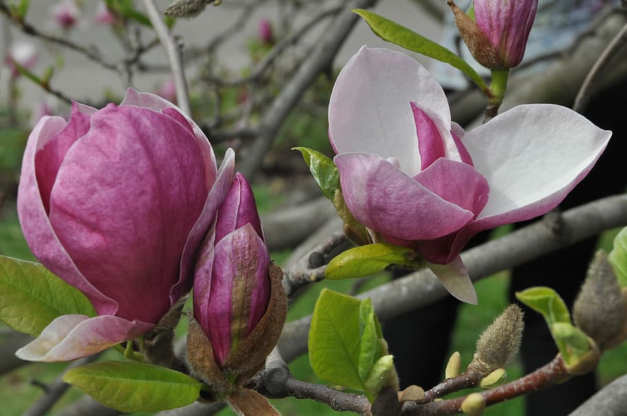 flower, nature, plant, magnolia, leaf, spring, magnolia blossom, flowers, tree, pink