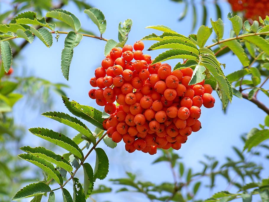 rowan berry, fruits, crane, tree, plants, red, deciduous tree, leaf, plant part, food and drink