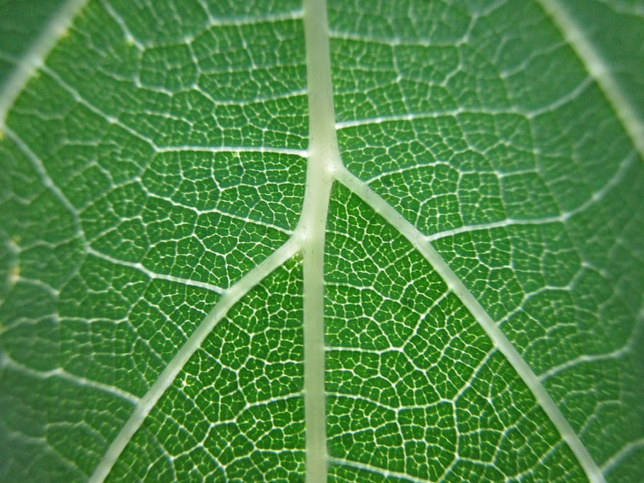 Daun, Alam, Vena, Makro, hijau, warna hijau, close-up, latar belakang, kesegaran, bagian tanaman