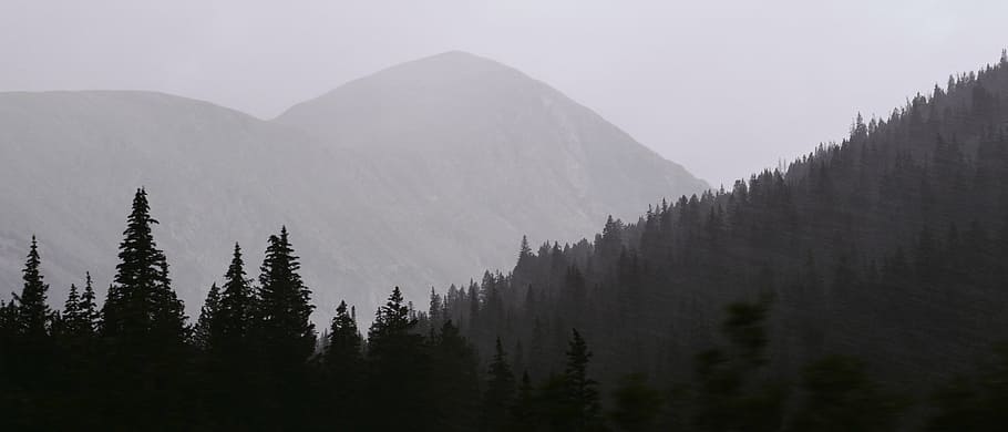 green, fog pine tree, gray, scale, tree, mountain, plant, nature, highland, landscape