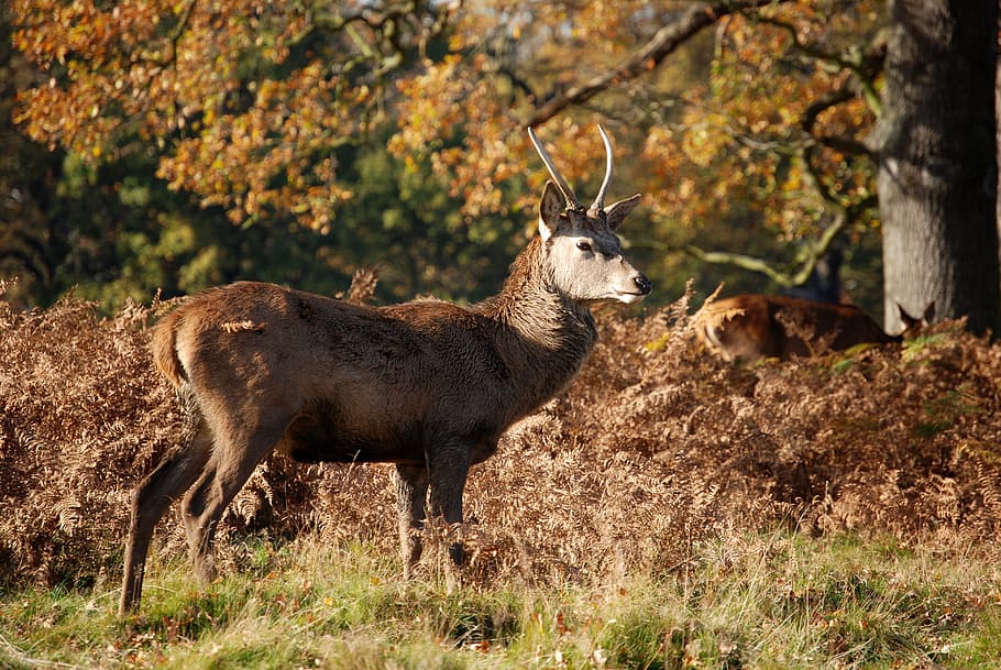 red deer, deer, cervus elaphus, richmond park, wildlife, stag, antlers, animal, animal themes, mammal