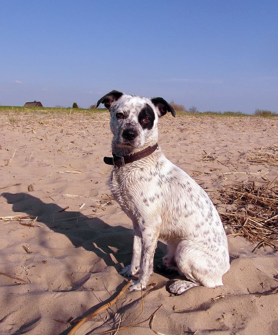 Dog, Hybrid, Male, White, Spotted, dog, hybrid, black, pirate, eye, beach