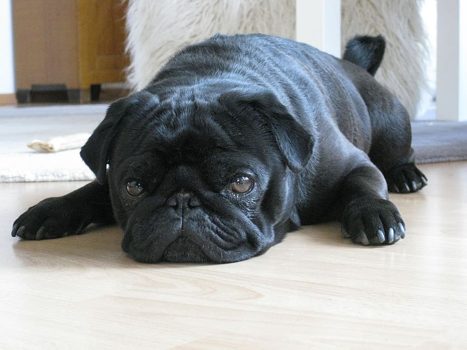 adult black pug, dog, pet, pug, black, lying, ground, rest, tired, cool down