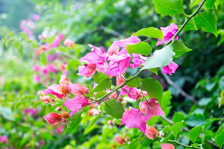 flower, leaf, Bougainvillea glabra, green, plant, nature, flowering plant, pink color, growth, beauty in nature