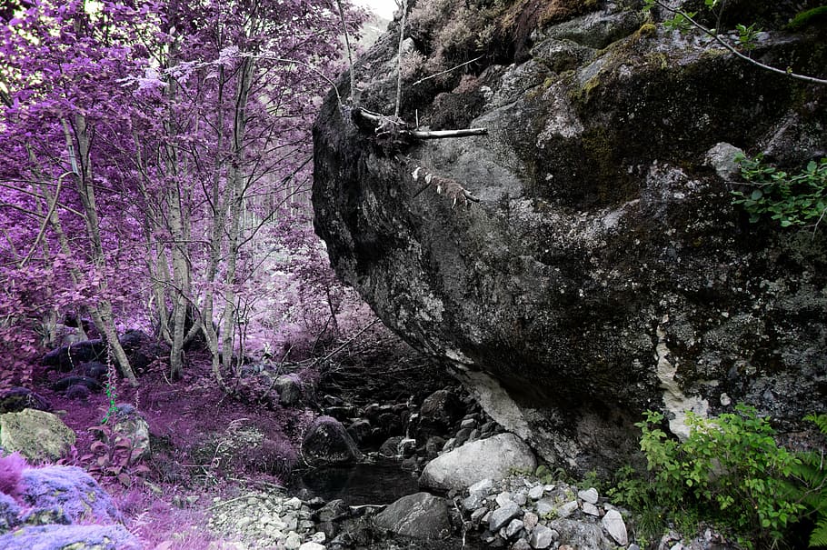 púrpura, árbol de hojas, gris, roca, flor, violeta, pétalo, florecer, jardín, planta