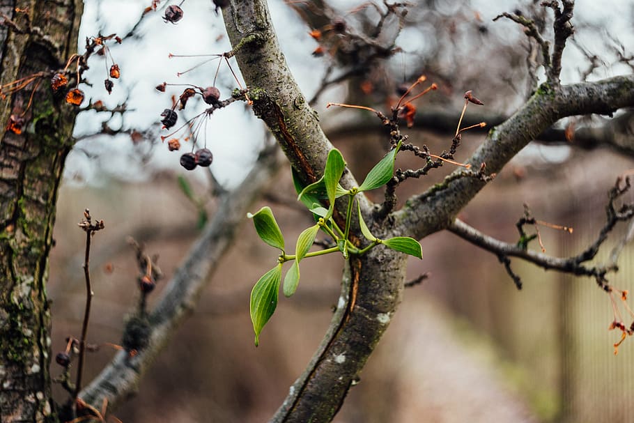 green, plant, daytime, branches, stem, fruit, nature, bokeh, blur, outdoor