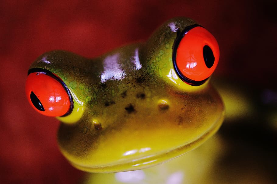 カエル 図 かわいい セラミック 楽しい 面白い 甘い 動物 緑 赤 Pxfuel