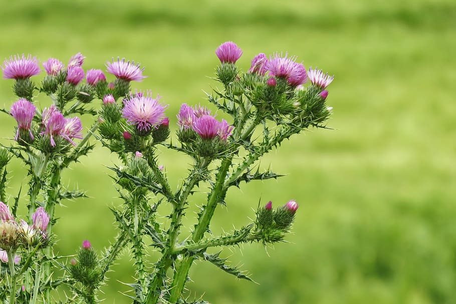 Thistles, Flower, Spring, Plants, Thorns, thistle, nature, cereal, cereals, barley