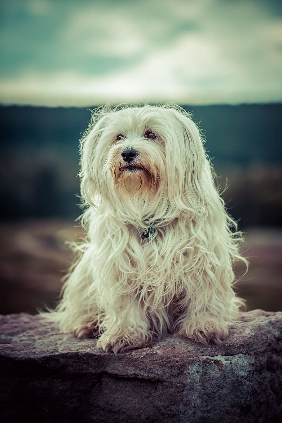adult, white, lhasa apso, sitting, gray, rock formation, dog, flare, havanese, pet