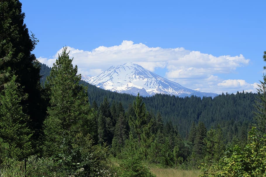Mount Shasta, Mountain, California, volcano, peak, trees, forest, woods, snow, nature