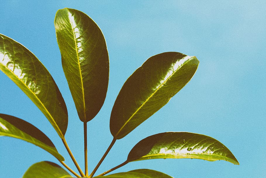 green, leaf, plant, blue, sky, plant part, growth, nature, close-up, studio shot