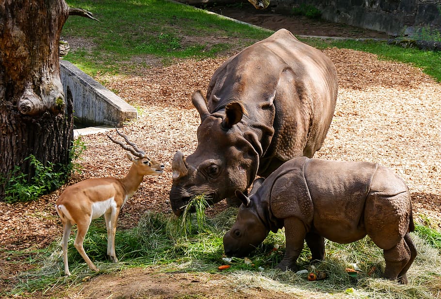 dos, rinoceronte, gacela animal, al lado, árbol, animales, bebé rinoceronte, antílope, cuernos, alimentación