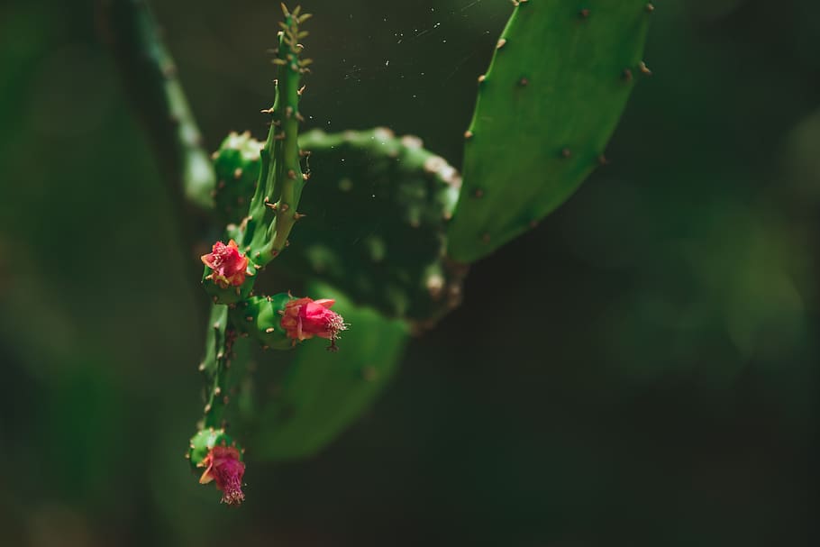 cactus, nepal, plant, greenery, green, nature, forest, foliage, leaf, belize