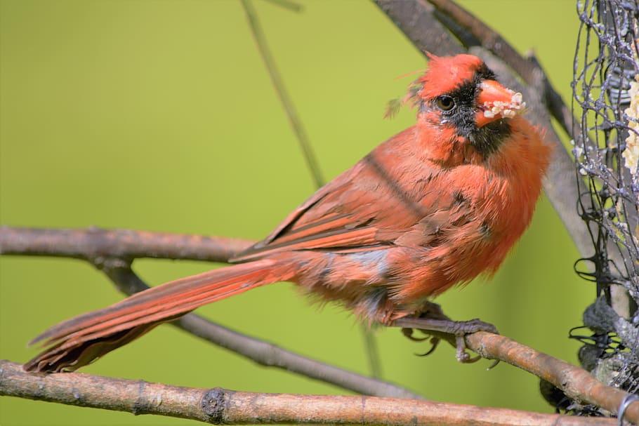 pájaro, cardenal, macho, posado, mirando, bocado, alimentación, primer plano, pico, corona