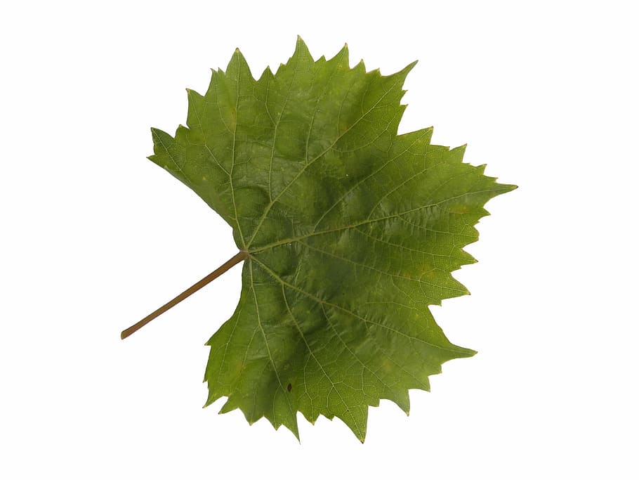 verde, folha, branco, plano de fundo, folha de vinho, vinho, decoração de outono, outono, decoração, isolado