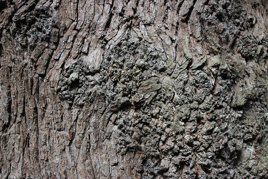 bark, tree, brown, texture, forest, wood, full frame, backgrounds, textured, tree trunk