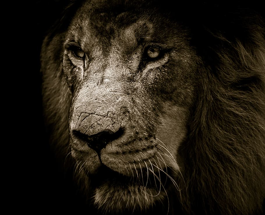 gray, lion head photo, lion, mane, eyes, king, strength, feline, mammal, animal