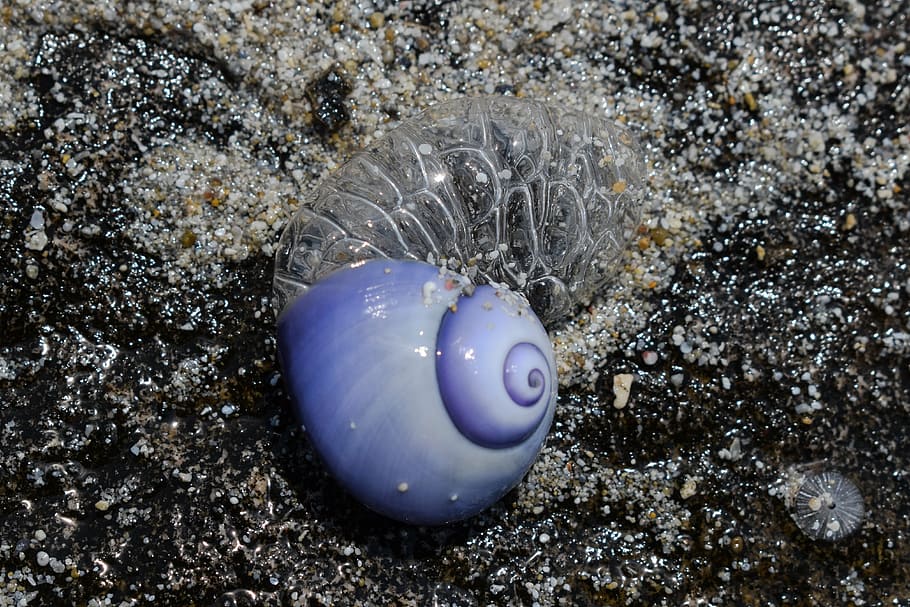 foto, azul, branco, concha do mar, caracol marinho, concha, natureza, animal, molusco, transparente