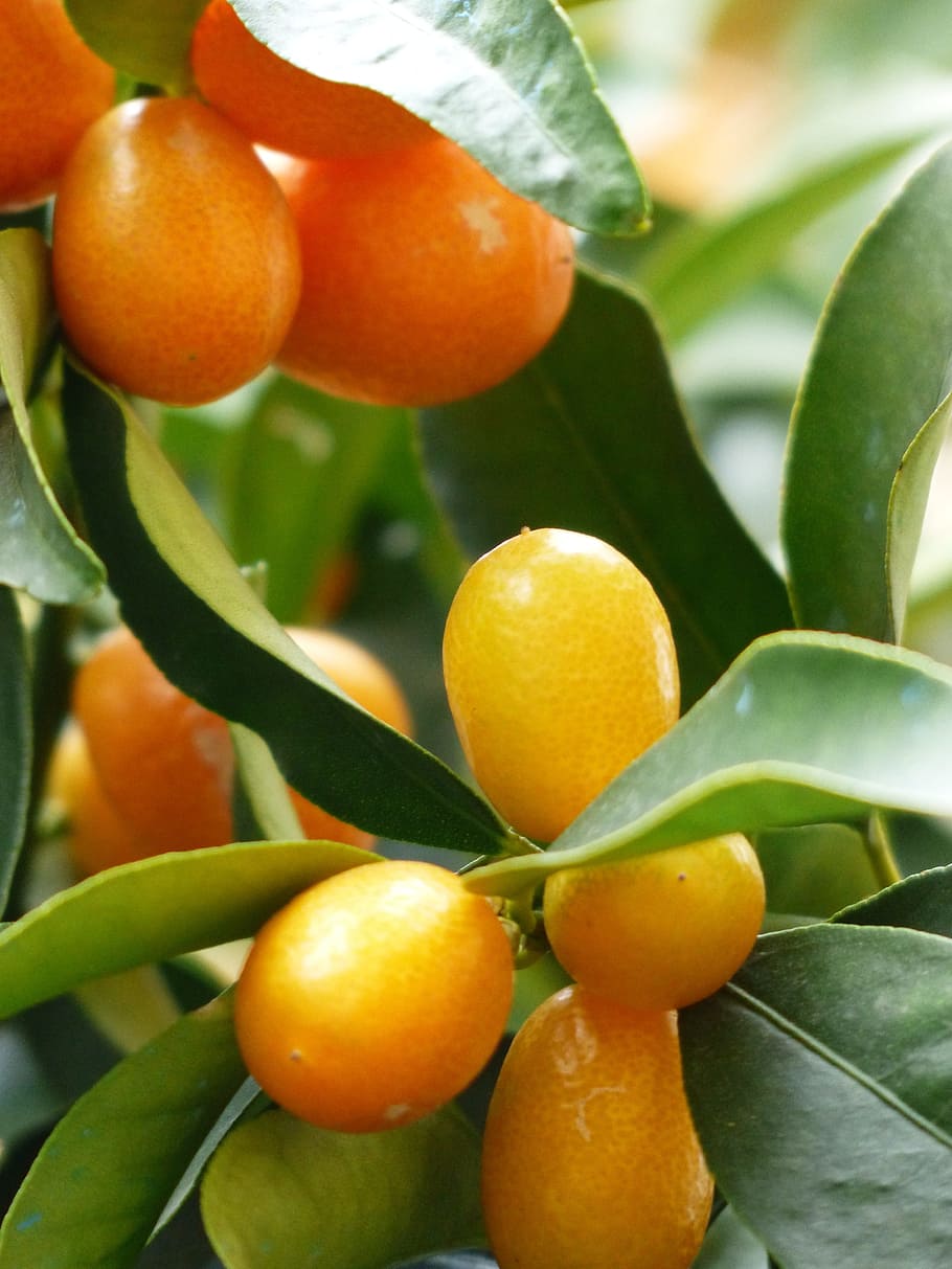 kumquats, árbol, rama, hojas, frutas, fruta, fortunella, corteza enana, naranja, verde diamante