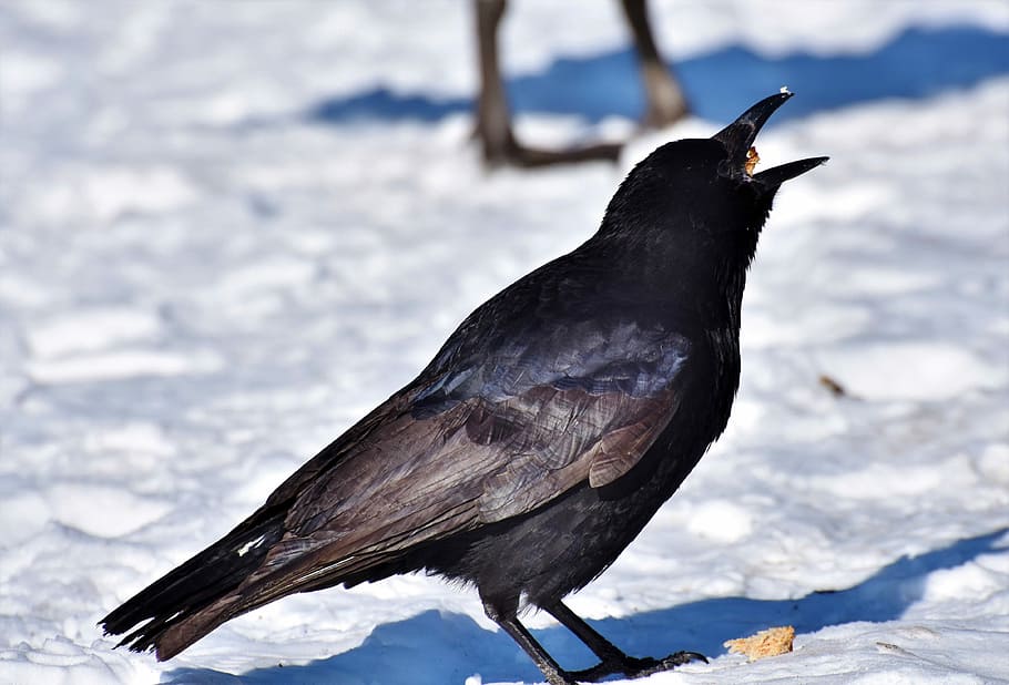 shallow, focus photography, crow, raven, raven bird, bird, feather, black, bill, carrion crow