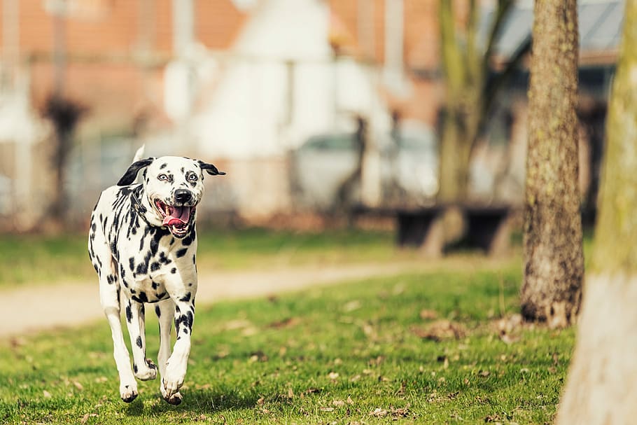 white, black, dalmatian dog, grass, daytime, Dalmatians, Stains, Fur, Dog Breed, dog