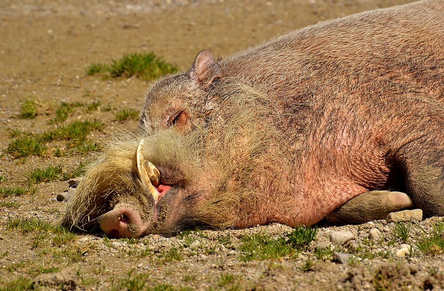 boar, sleep, relaxed, concerns, wild, pig, sow, bristles, zoo, wild boar