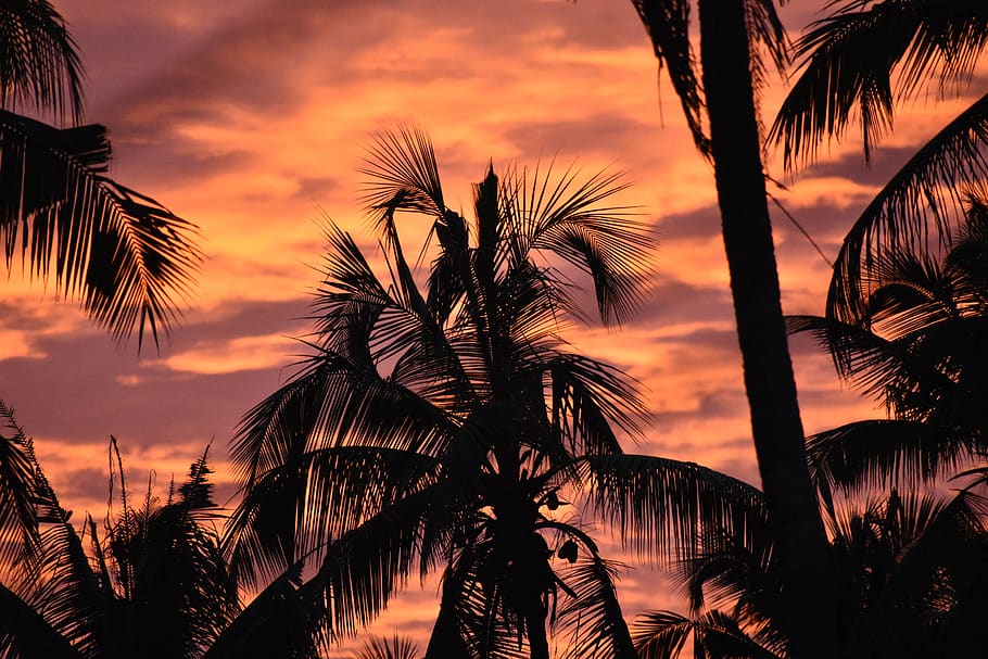 Sunset Coconut Trees Coconut Nature Sky Tropical Silhouette Palm Tree Tropical Climate Tree Pxfuel