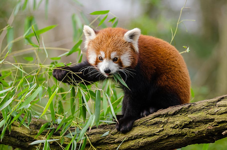 red, panda, brown, wooden, tree trunk, animal, branch, cute, leaves, outdoors