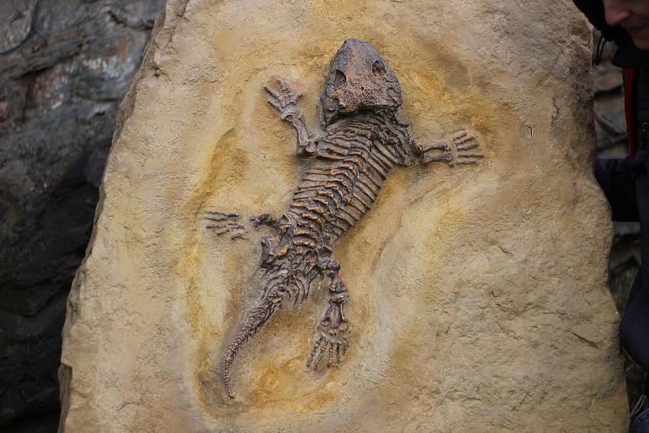 black reptile fossil, fossils, bone, lizard, fossil, animal, animal themes, animal wildlife, day, vertebrate