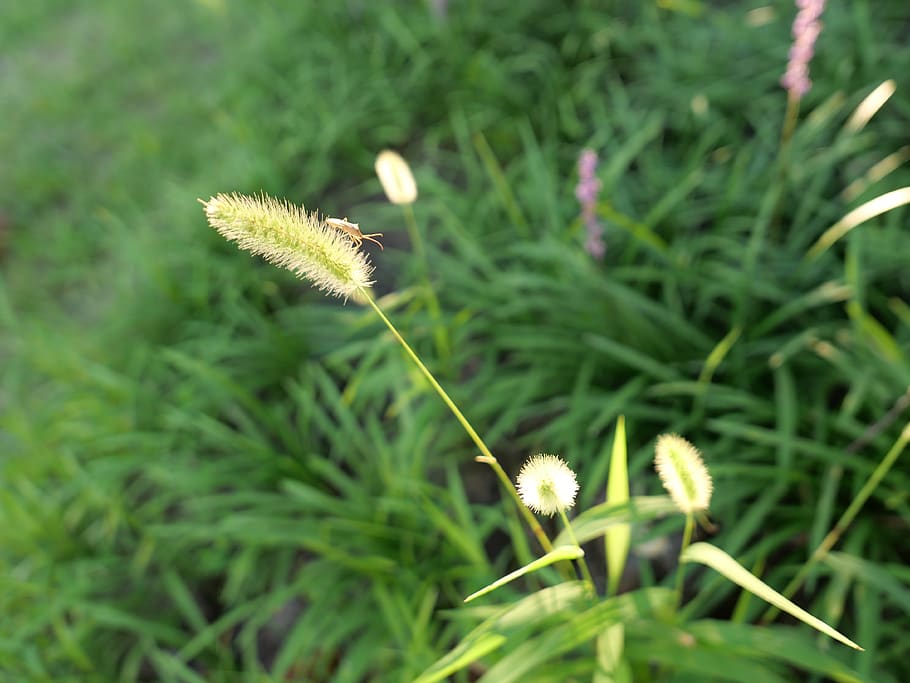 foxtail, pool, plants, nature, abstract, meadow, bug, landscape, plant, growth