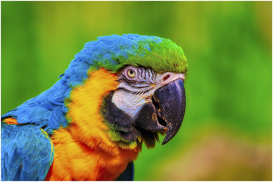 parrot, ara, bird, zoo, animal, animal world, plumage, nature, bill, blue