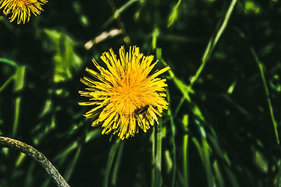 selective, focus photography, yellow, dandelion flower, petaled, flower, dandelion, flowers, grass, nature
